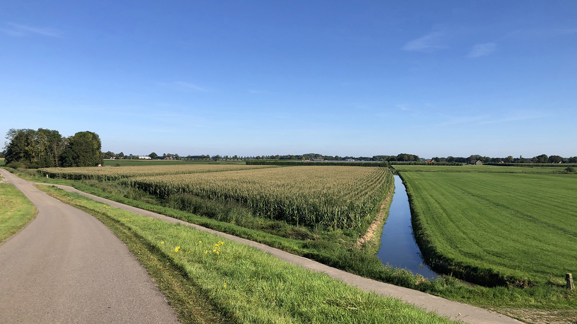 Vanaf 1 juni Subsidieregeling extensivering melkveehouderij